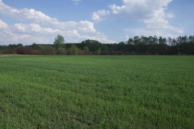 Yeşil bir çiftlik arazisinin üzerinde güzel bulutlu bir gökyüzü. Bahar tarlasında taze buğday filizleri. Tarım arazisi.