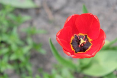 Güzel pembe lale çiçeği yakın çekim. Bulanık arka planda pembe yapraklı çiçek..