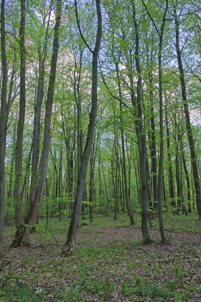 Stromy Jarním Opadavém Lese Krásný Stinný Les — Stock fotografie