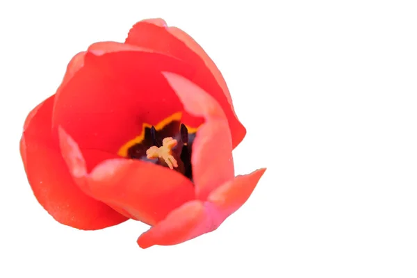 Mooie Roze Tulpenbloem Van Dichtbij Bloem Met Roze Bloemblaadjes Geïsoleerd — Stockfoto