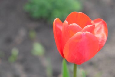 Güzel pembe lale çiçeği yakın çekim. Bulanık arka planda pembe yapraklı çiçek..