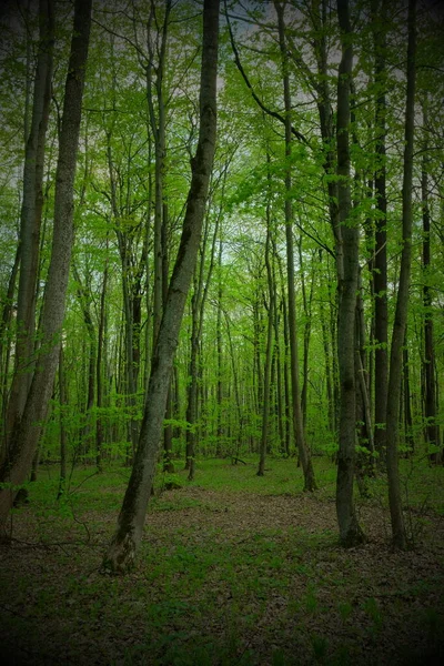 Árvores Floresta Decídua Primavera Bela Floresta Sombria — Fotografia de Stock