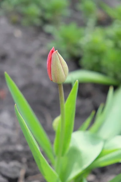 Egy Kis Szál Tulipánvirág Tavaszi Virág Bimbó Elmosódott Háttér — Stock Fotó