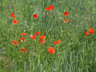 Yazın otların arasında kırmızı haşhaş. Güzel kır çiçekleri. Dokunulmamış doğa.