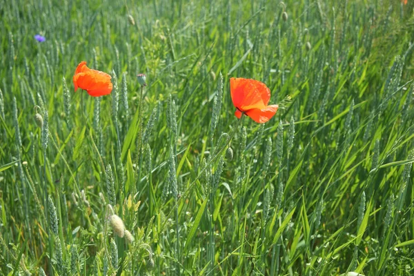 Yazın Yeşil Otların Arka Planında Iki Güzel Gelincik Çiçeği Kızıl — Stok fotoğraf