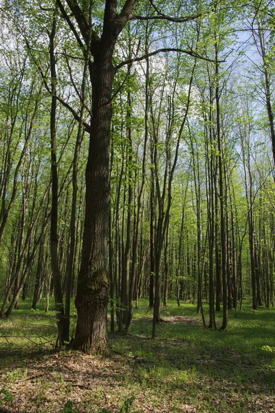 Fák Tavaszi Lombhullató Erdőben Gyönyörű Árnyas Erdő — Stock Fotó