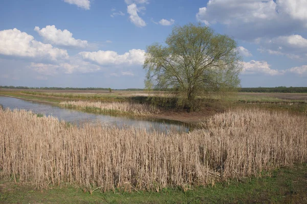 Gąszcz Suchy Trzcina Brzeg Niewielki Jezioro Przy Słoneczny Pogoda Duże — Zdjęcie stockowe