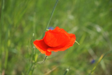 Parlak kırmızı gelincik çiçeği. Kırmızı yapraklı yabani çiçek.