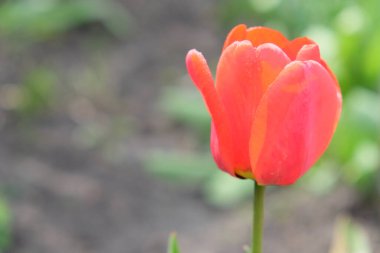 Güzel pembe lale çiçeği yakın çekim. Bulanık arka planda pembe yapraklı çiçek..