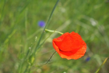 Parlak kırmızı gelincik çiçeği. Kırmızı yapraklı yabani çiçek.