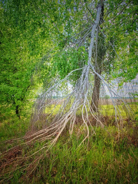 Gebroken Stam Van Een Berkenboom Een Bos Landschap — Stockfoto