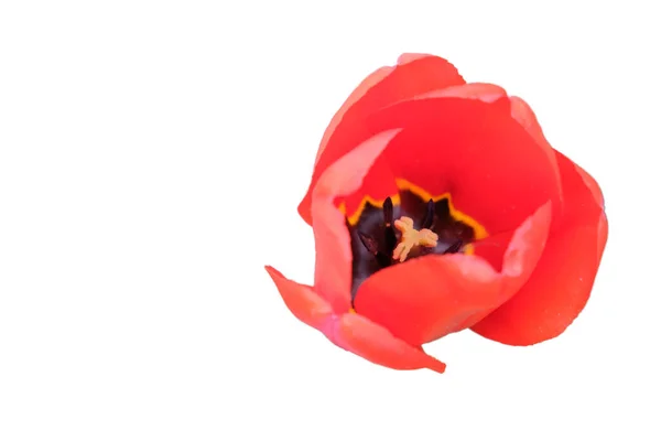 Mooie Roze Tulpenbloem Van Dichtbij Bloem Met Roze Bloemblaadjes Geïsoleerd — Stockfoto