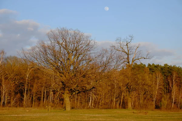 Malý Měsíc Obloze Nad Lesem Podzim Večerní Krajina — Stock fotografie