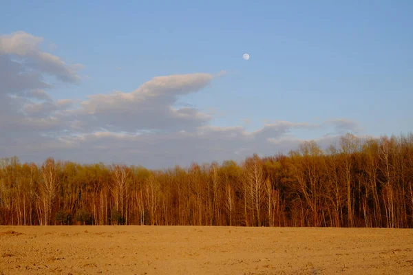Lua Pequena Céu Noite Sobre Floresta Paisagem — Fotografia de Stock
