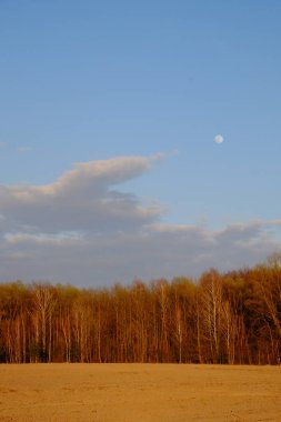 Ormanın üzerinde akşam gökyüzünde küçük bir ay. Peyzaj.
