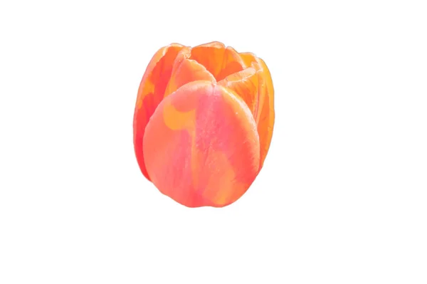 Mooie Roze Tulpenbloem Van Dichtbij Bloem Met Roze Bloemblaadjes Geïsoleerd — Stockfoto