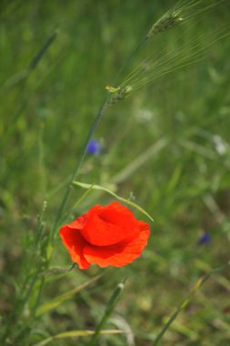 Parlak kırmızı gelincik çiçeği. Kırmızı yapraklı yabani çiçek.
