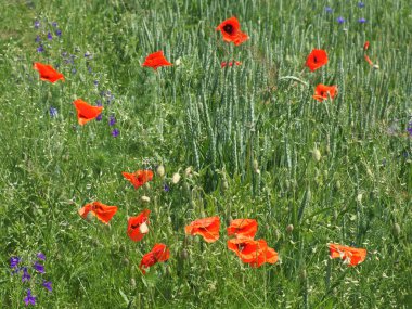 Yazın otların arasında kırmızı haşhaş. Güzel kır çiçekleri. Dokunulmamış doğa.
