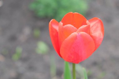 Güzel pembe lale çiçeği yakın çekim. Bulanık arka planda pembe yapraklı çiçek..