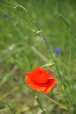 Parlak kırmızı gelincik çiçeği. Kırmızı yapraklı yabani çiçek.