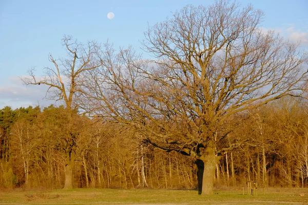 Liten Måne Himlen Över Skogen Hösten Kvällslandskap — Stockfoto