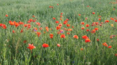 Yaz tarlasında kırmızı gelincik çiçekleri. Güzel kırmızı kır çiçekleri.