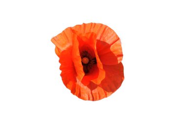 Yakın planda büyük kırmızı haşhaş çiçeği. Kırmızı yapraklı güzel bir çiçek. Beyaz arkaplanda izole.