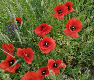 Çayırların arasında kırmızı gelincikler. Güzel kır çiçekleri. Kırmızı yapraklar.
