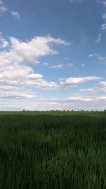 Zümrüt yeşili alanda hava açık. Zaman Hızı: Bulutlu yeşil alanlar ve mavi gökyüzü. Dikey video.