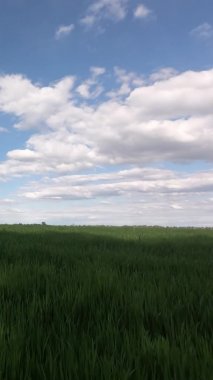 Zümrüt yeşili alanda hava açık. Zaman Hızı: Bulutlu yeşil alanlar ve mavi gökyüzü. Dikey video.