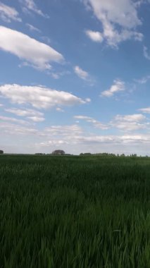 Zümrüt yeşili alanda hava açık. Zaman Hızı: Bulutlu yeşil alanlar ve mavi gökyüzü. Dikey video.