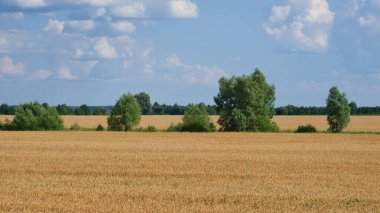 Yazın olgunlaşmış buğday tarlasının ortasında birkaç ağaç. Tahıl toplamadan önce tarım arazisi. Resimli kırsal alan. Mavi gökyüzüne karşı kabarık beyaz bulutlar.
