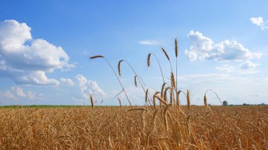 Sıcak bir yaz akşamında mavi gökyüzüne karşı çavdar kulakları. Olgun ekinler. Çiftlik bitkileri.