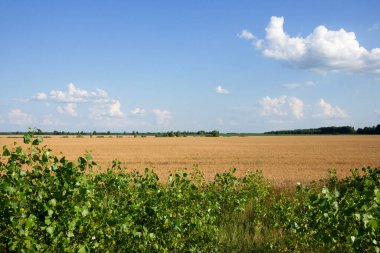 Yazın tarlalarda ekinler. Köyün üzerinde resim gibi mavi bir gökyüzü. Manzara.