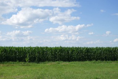 Çiftlik arazisindeki mısır bitkileri. Çiftlik arazisi. Mısır yetiştiriyorum. Tarım manzarası.
