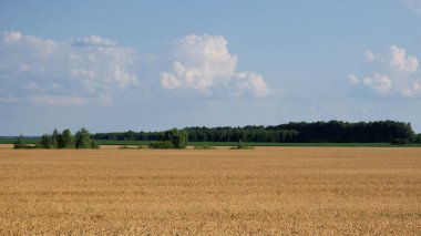 Yazın olgunlaşmış buğday tarlasının ortasında birkaç ağaç. Tahıl toplamadan önce tarım arazisi. Resimli kırsal alan. Mavi gökyüzüne karşı kabarık beyaz bulutlar.