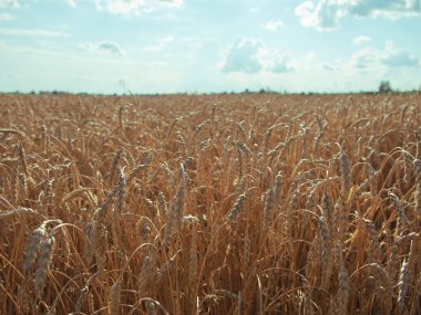 Açık mavi gökyüzüne karşı olgun altın buğday dikenleri. Güneşli bir yaz gününde tahıl hasadı. Tarım tesisleri.