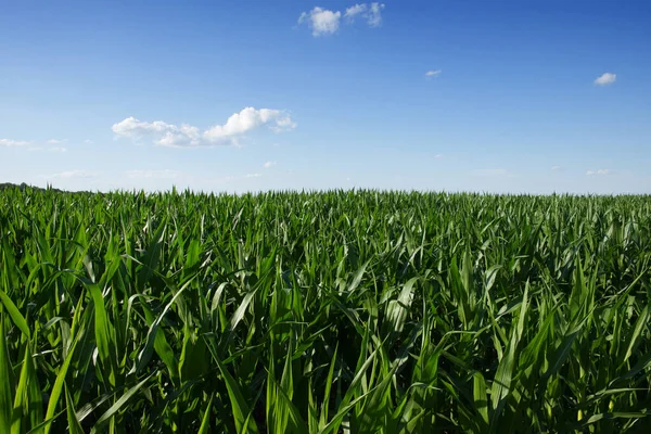 Açık mavi gökyüzünün altında bir mısır tarlası. Tarım arazisi. Mısır bitkileri.