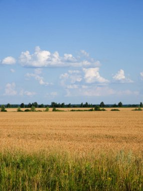 Yazın tarlalarda ekinler. Köyün üzerinde resim gibi mavi bir gökyüzü. Manzara.