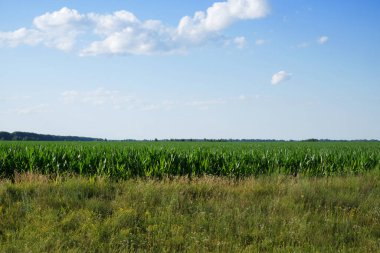 Çiftlik arazisindeki mısır bitkileri. Çiftlik arazisi. Mısır yetiştiriyorum. Tarım manzarası.