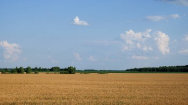 Yazın olgunlaşmış buğday tarlasının ortasında birkaç ağaç. Tahıl toplamadan önce tarım arazisi. Resimli kırsal alan. Mavi gökyüzüne karşı kabarık beyaz bulutlar.