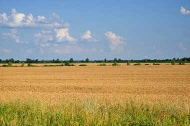Yazın tarlalarda ekinler. Köyün üzerinde resim gibi mavi bir gökyüzü. Manzara.
