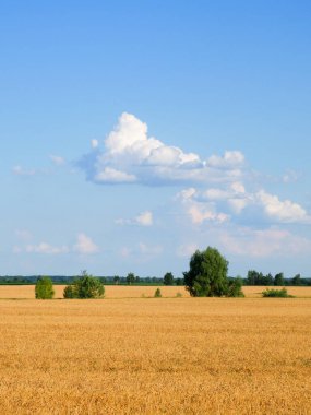 Yazın olgunlaşmış buğday tarlasının ortasında birkaç ağaç. Tahıl toplamadan önce tarım arazisi. Resimli kırsal alan. Mavi gökyüzüne karşı kabarık beyaz bulutlar.