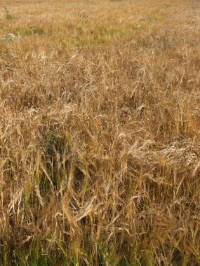 Olgun arpa kulakları, tam kare. Tahıl hasadı, arka plan. Bir tarlada yetişmeye hazır sarı mısır gevreği tarlaları. Reklam metni için alanı kopyala.