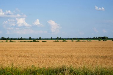 Yazın tarlalarda ekinler. Köyün üzerinde resim gibi mavi bir gökyüzü. Manzara.