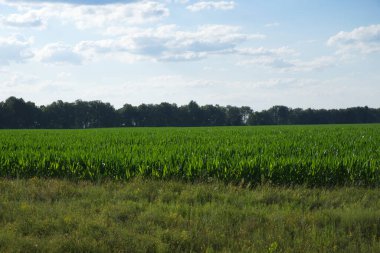 Çiftlik arazisindeki mısır bitkileri. Çiftlik arazisi. Mısır yetiştiriyorum. Tarım manzarası.