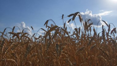 Sıcak bir yaz akşamında mavi gökyüzüne karşı buğday kulakları. Olgun ekinler. Çiftlik bitkileri.