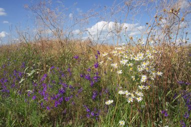 Çeşit çeşit kır çiçekleri. Güneşli bir yaz gününde güzel kır çiçekleri. Mavi gökyüzünün altında resimli çayır çiçekleri.