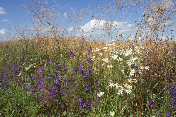 Foto Cloud E Fiori Viola Immagini Cloud E Fiori Viola Da Scaricare Pagina 15 Foto Stock Depositphotos