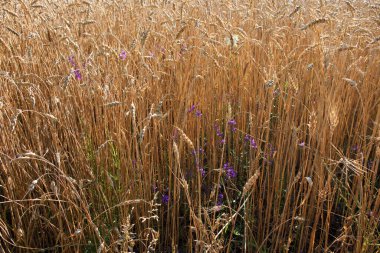 Olgun buğday kulakları, tam kare. Tahıl hasadı, arka plan. Bir tarlada yetişmeye hazır sarı mısır gevreği tarlaları. Reklam metni için alanı kopyala.